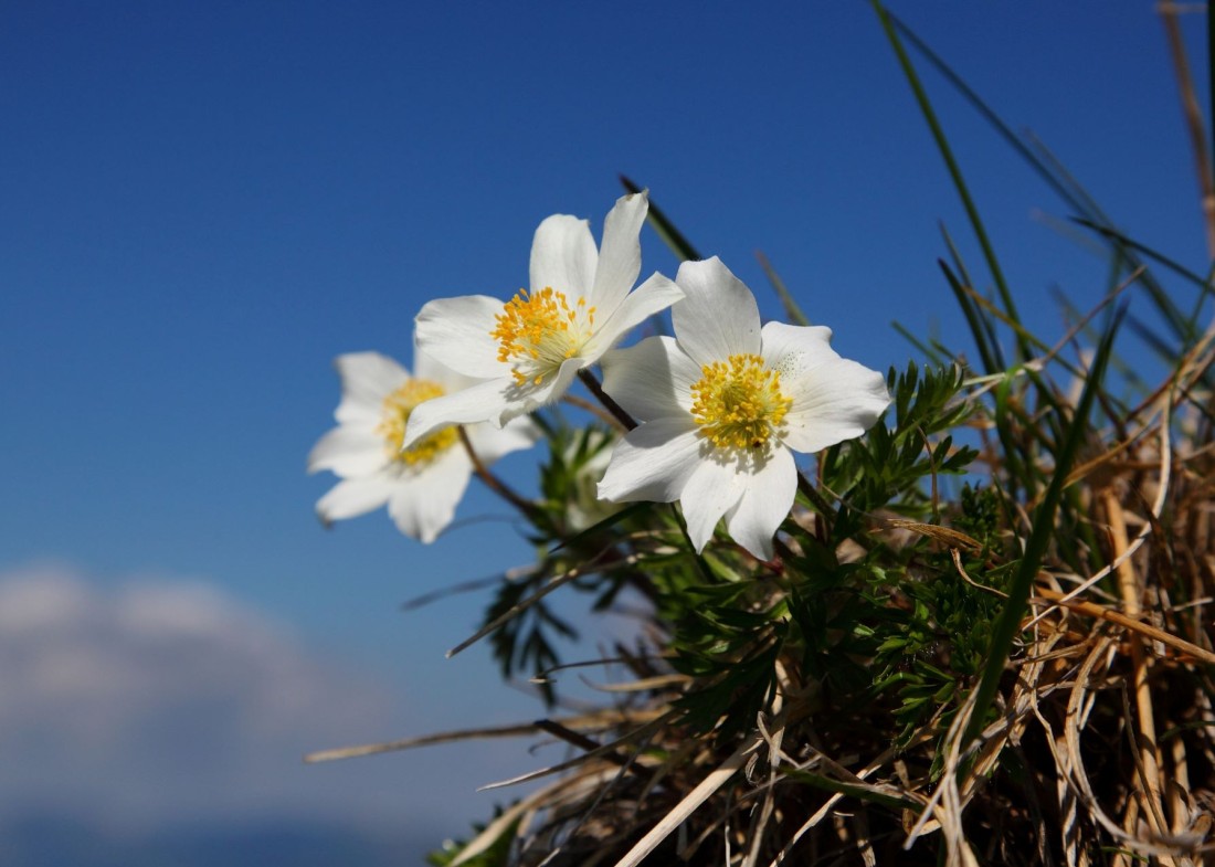 Die Alpenblume Alpenanemone wächst neben dem Wanderweg © Tourismusverband Großarltal